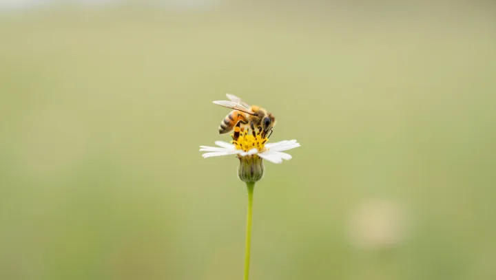 Как пчелиный мозг обыгрывает наши алгоритмы