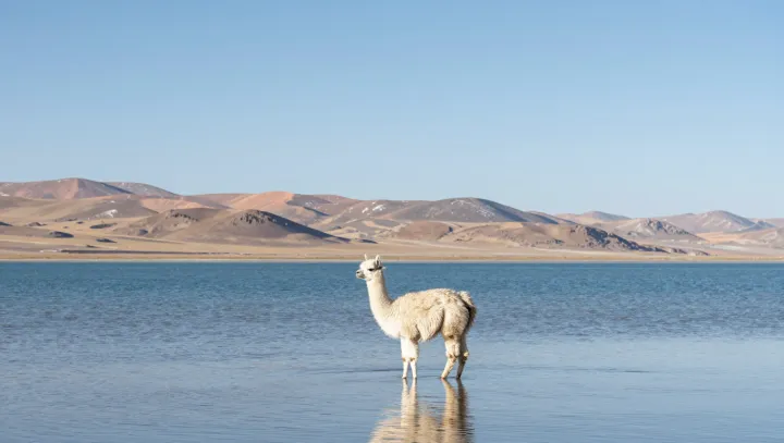 Sheep And The Quiet Power Of Landscapes