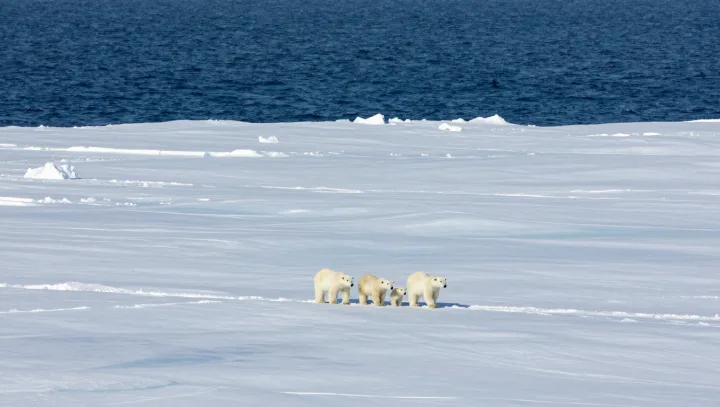 Why Polar Bears Risk Overheating On Ice