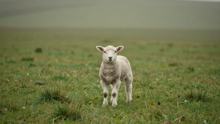 Why mountain sheep can outlast a sprinting cheetah
