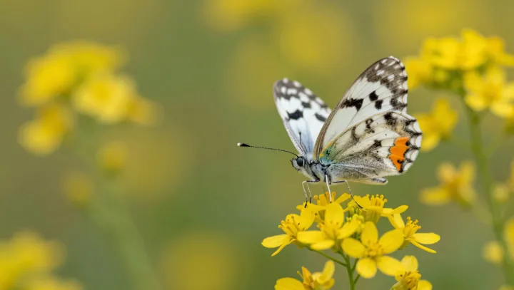 Сколько на самом деле живёт бабочка