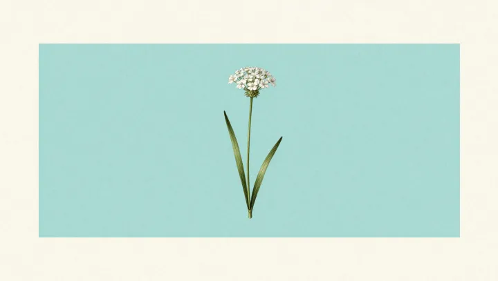 How a fragile iris masters brutal rock slopes