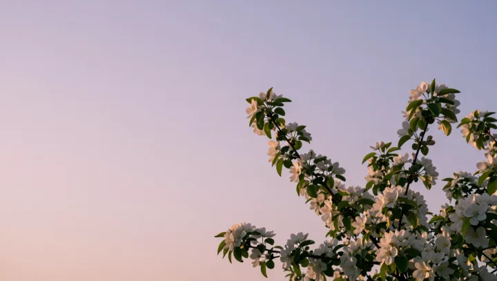 Jasmine: Microdoses of Scent, Macro Shifts in Mind