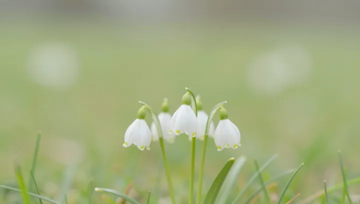 Спальня как цветочная фотостудия