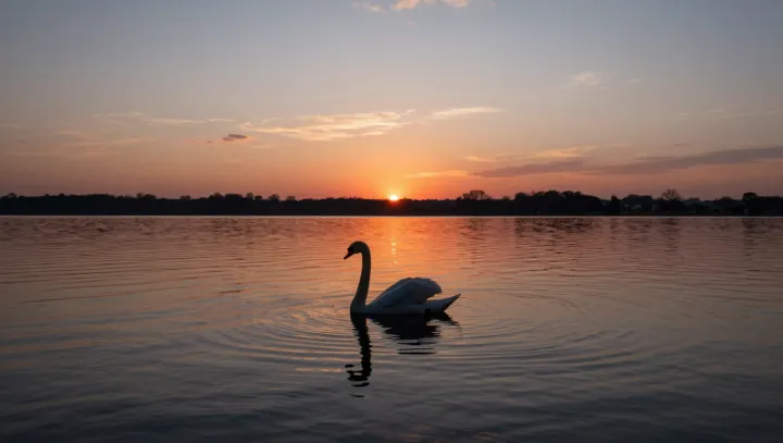 Elegant Fairy-Tale Swans Deliver Bone-Crushing Blows