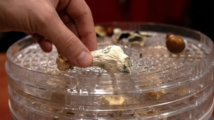 Inside the Psychedelic Brain