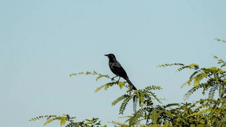 Как ящеры научились рвать небо