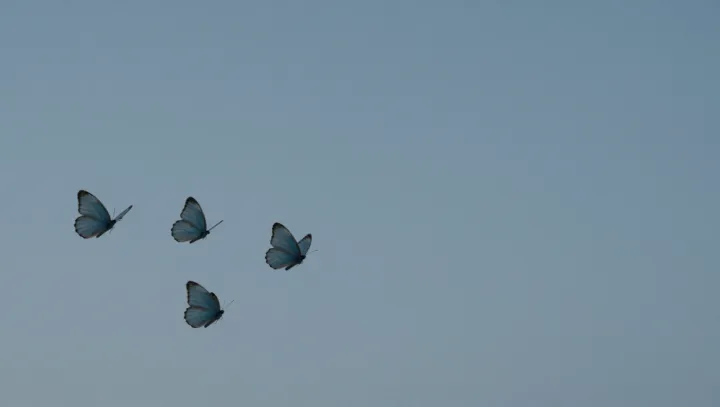 Butterflies Live in a Richer Color World