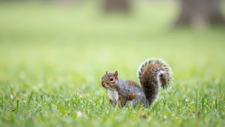 How A Red Squirrel Cracks A Woodpecker’s Code