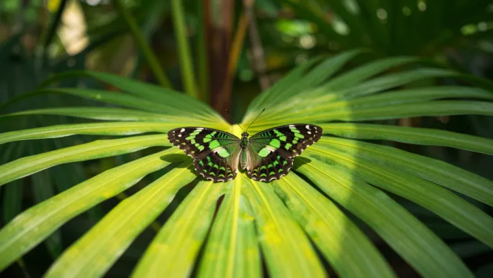 Butterflies Smell With Their Antennae