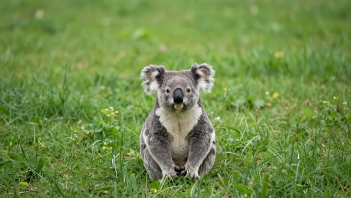 The sleepy koala with a stadium voice