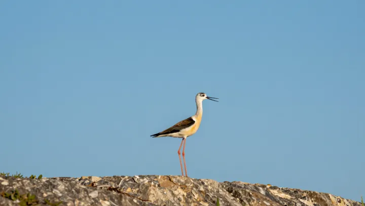 The still heron’s hidden hunting engine