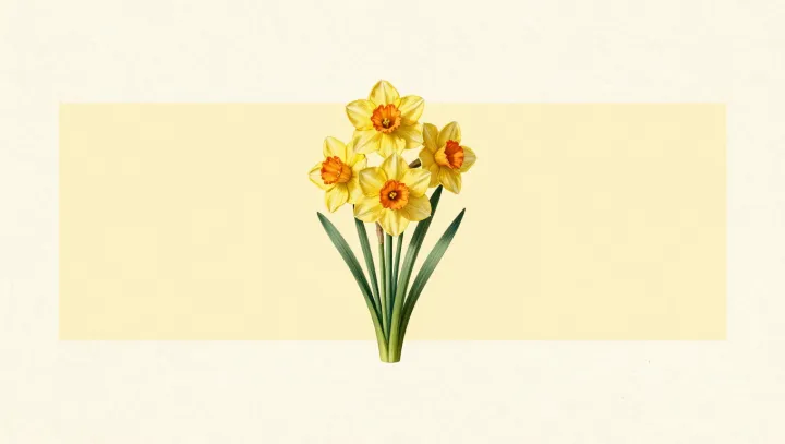 Toxic bloom: the paradox of the daffodil