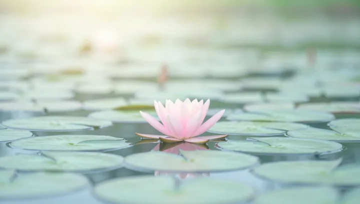 Lotus Leaves Inspire Self-Cleaning Tech