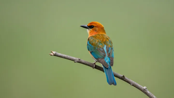 How a Rainbow Bird Becomes a Living Power Drill