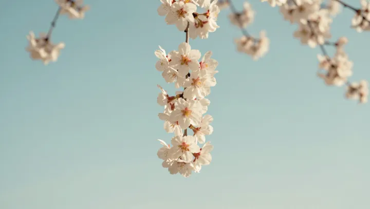 Cherry blossoms: from breeding to big business