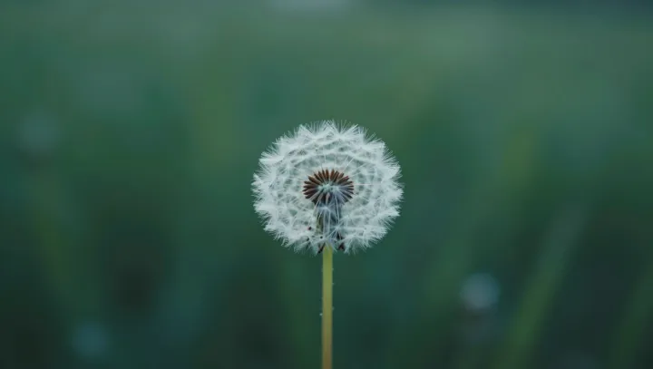 Why Roasted Dandelion Smells Like Coffee