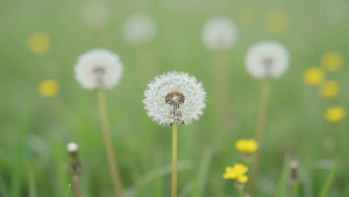 Why a “weed” like dandelion may protect your liver