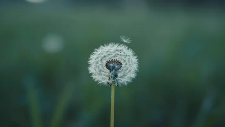 Одуванчик, да ты серьёзно