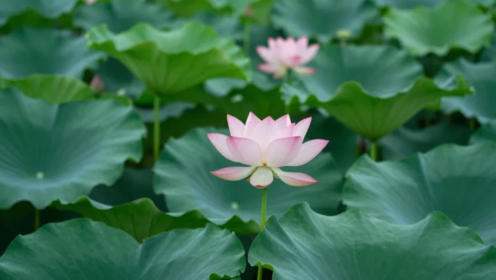 The Quiet Physics Hack Behind Lotus Leaves