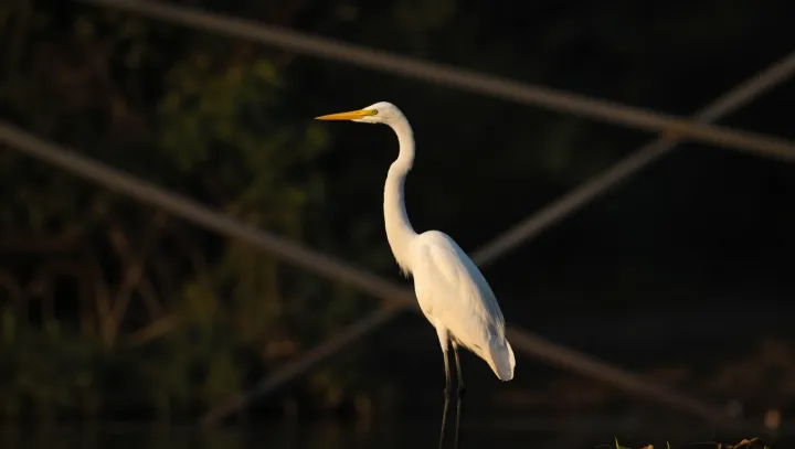 The Heron That Walked Off The Water