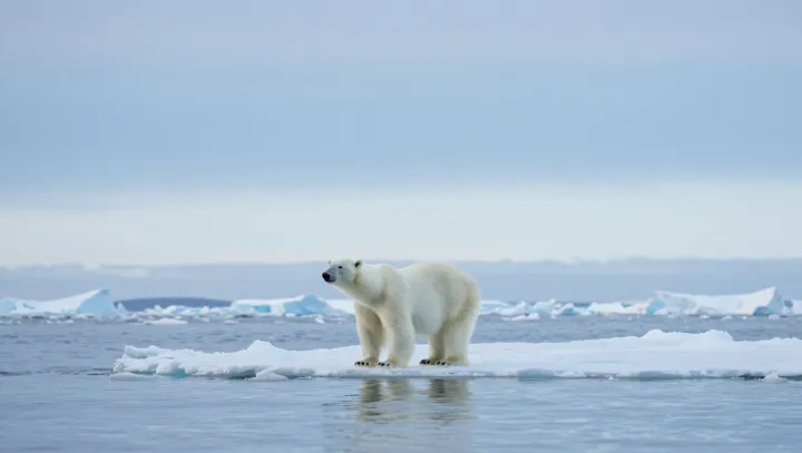 The Polar Bear That Infrared Cannot See