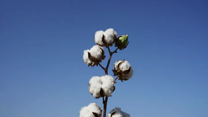 The Real Gap Between Cotton And Pure Cotton