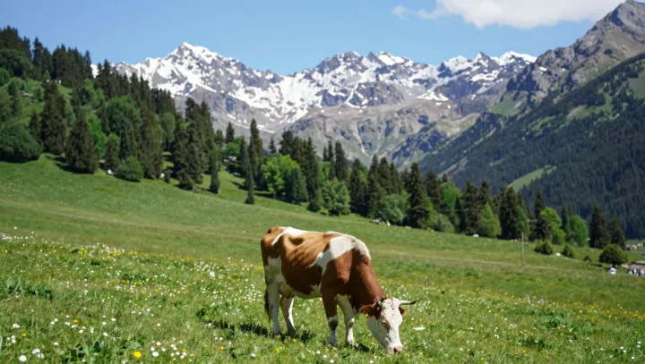 From Alpine Slopes to Dual-Purpose Powerhouse