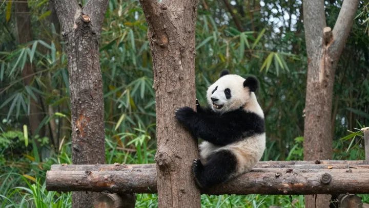The hidden power of the panda