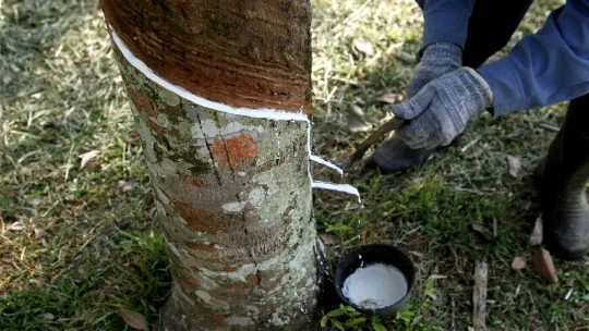 Pasaran getah Malaysia berdepan aliran menurun