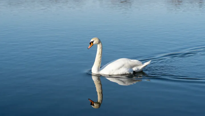 Why Swans Keep Choosing The Same Mate