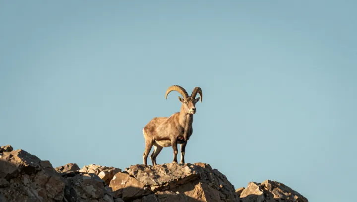 Коза, которой скалы нипочём