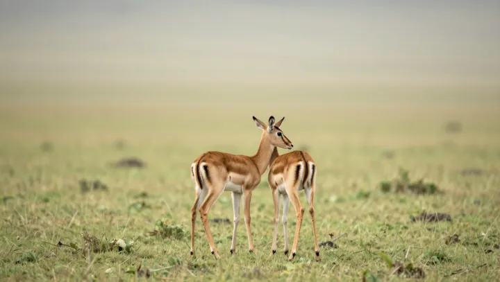 Why Two Deer Often Mean Family, Not Friends