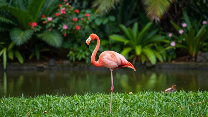 Why Flamingos Turn Up Far From Africa