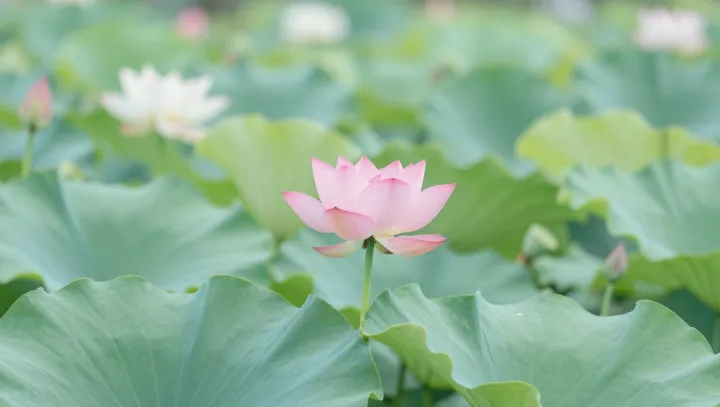 The Lotus Effect Of Day‑25 Breakthroughs