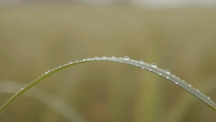 How One Cool Night Writes Dew on Grass