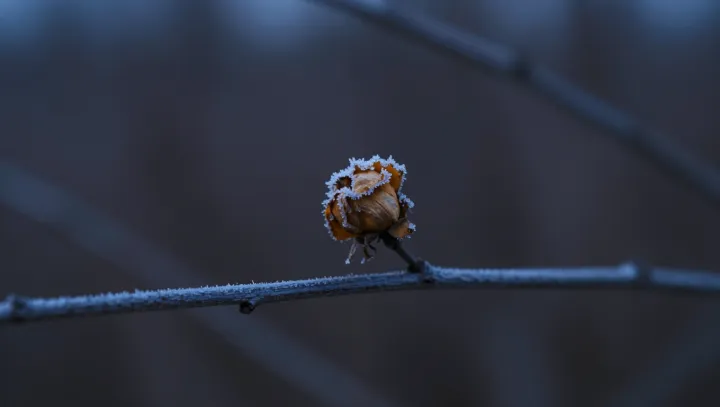 When Frost Arrives Yet Warmth Lingers