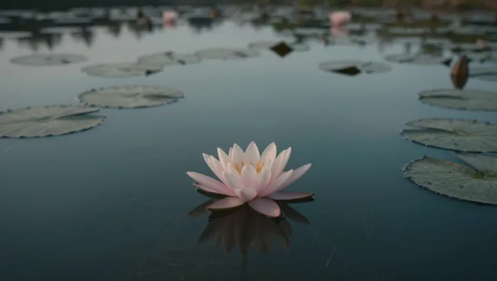 Лист, который моется сам