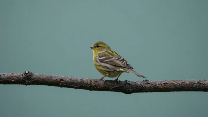 The bird whose bones weigh less than its plumage