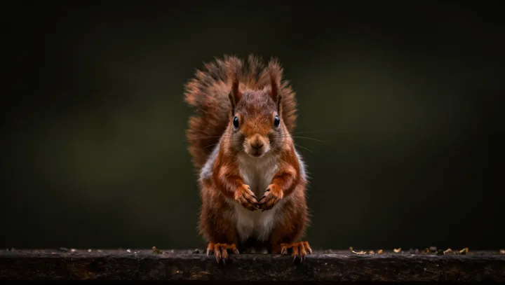 How Squirrels Quietly Engineer New Forests
