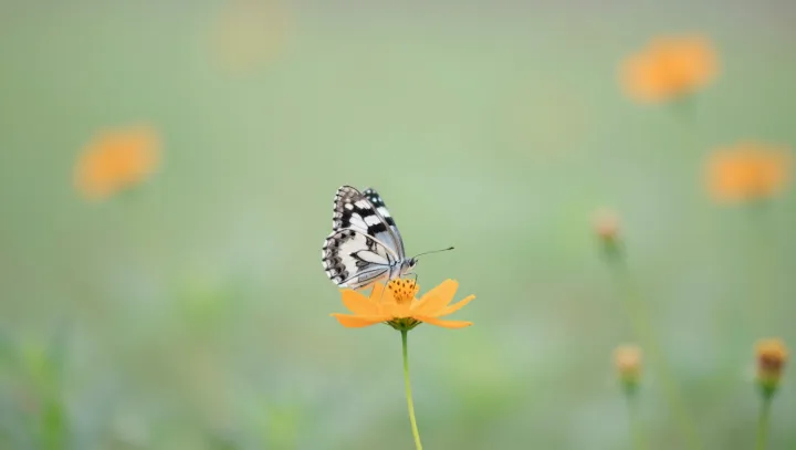 Why many butterflies live like one-week sparks