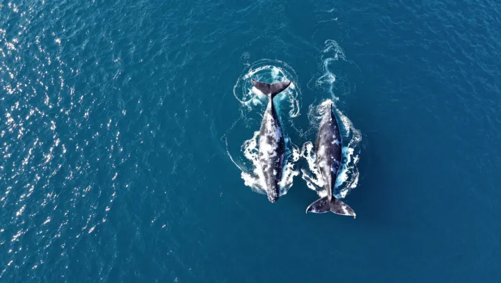 Why Sharks Rarely Mistake Humans For Prey