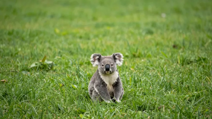 Why Koalas Look Slow But Play Evolution Hard