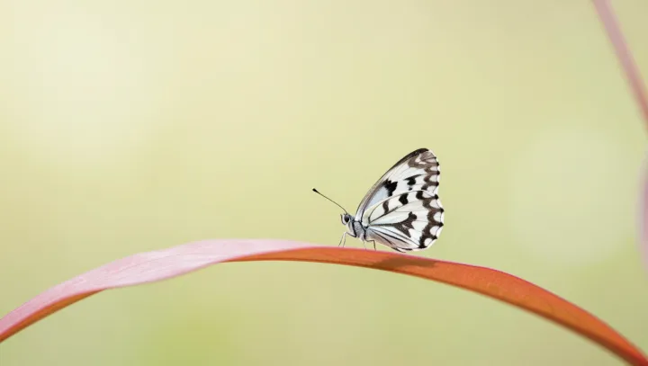 Freezing Butterfly Wings Without Killing Motion