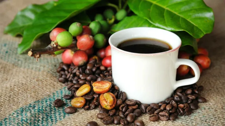 Coffee’s Hidden Signal Against Cellular Aging