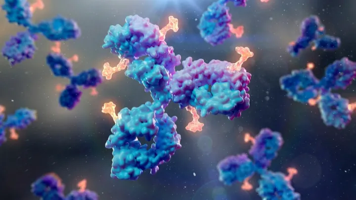 New Antibody Targets Near‑Universal Virus