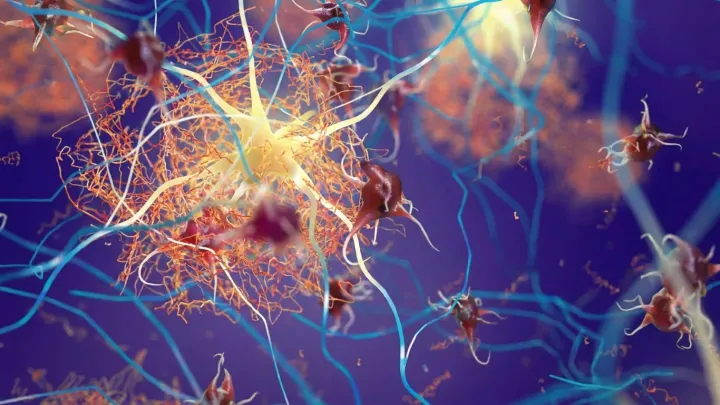 Boosted protein function aids brain in clearing Alzheimer’s plaques