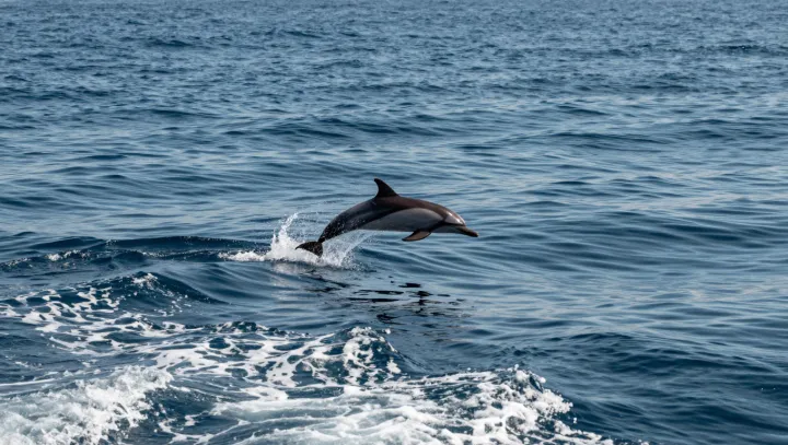 Why Dolphins Feel So Strangely Familiar