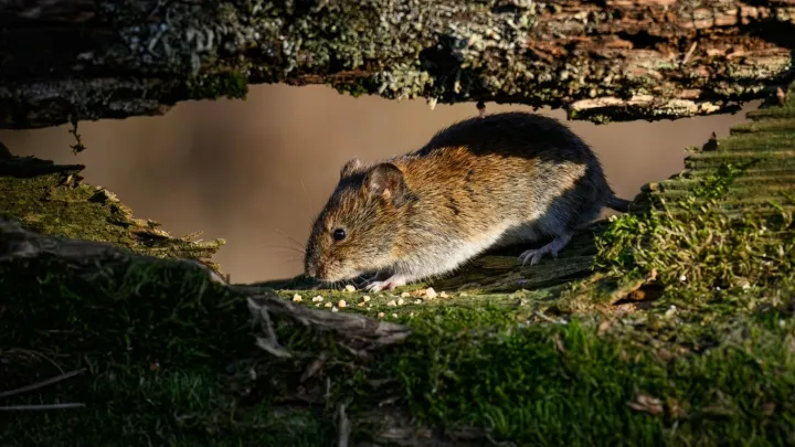 Hantavirus outbreak kills three on cruise
