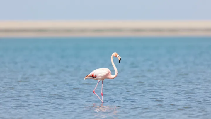 How Flamingos Hold Onto One Mate